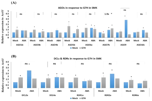 콩 품종 소명콩(Rsv3 null; SMK)에 ABA 처리 및 SMV strain G7H의 감염이 RNA silencing 관련 유전자들의 발현 변화에 미치는 영향