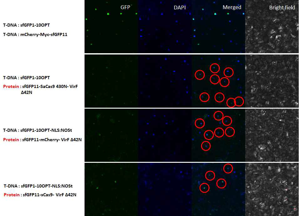 VirFΔ42N을 사용한 단백질 translocation 확인