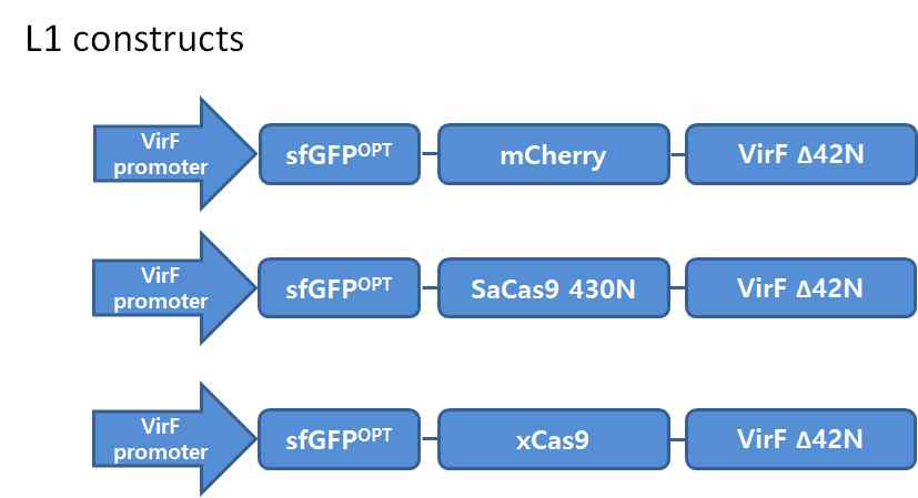 Golden Gate 클로닝 시스템을 이용한 GFP fusion L1 construction