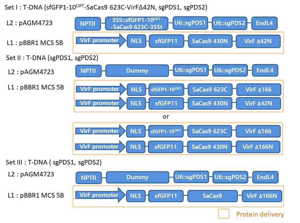 Cas9 단백질 translocation을 확인하기 위한 construction