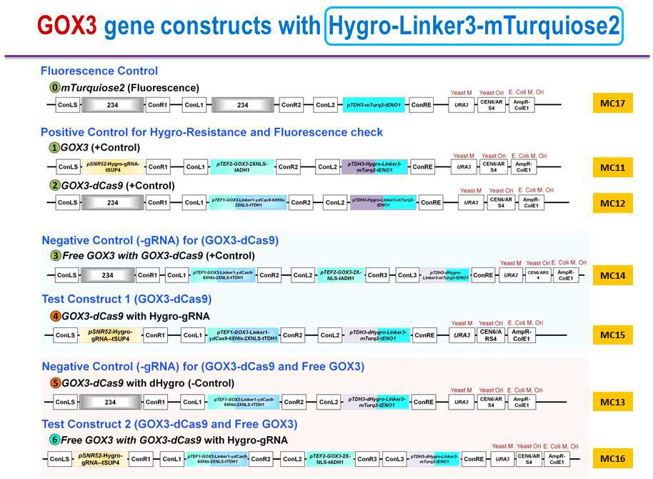 dCas9-GOX3 constructs