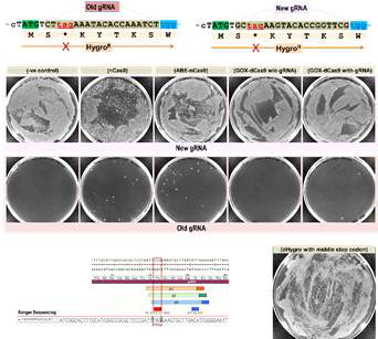 old guide RNA와 new guide RNA를 이용한 Hygro R 유전자 editing