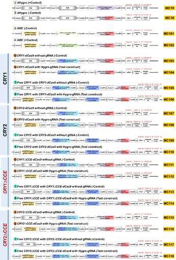 CRY1과 CRY2를 이용하여 random mutation 시스템을 만들기 위한 construction