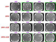 CRY-dCas9이 형질전환된 yeast cell