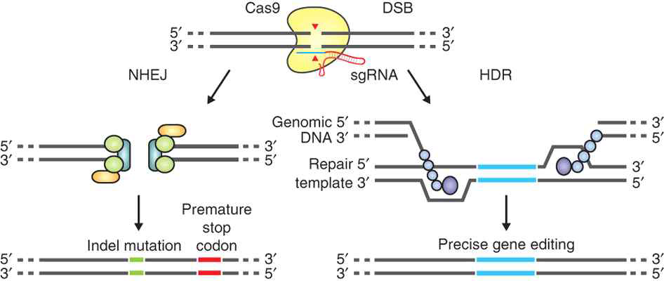 CRISPR/Cas9의 지놈 에디팅에서의 유전자 재조합 기작의 역할