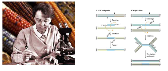 Barbara McClintock, 전위인자연구