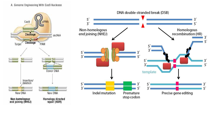 CRISPR/Cas9 시스템의 유전자 재조합 기작