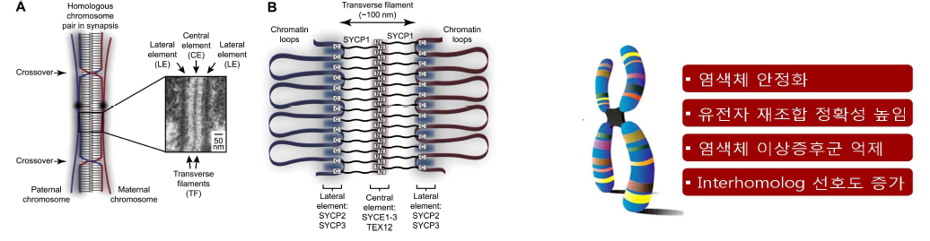 Chromosome 구조적 특징 및 형성과정