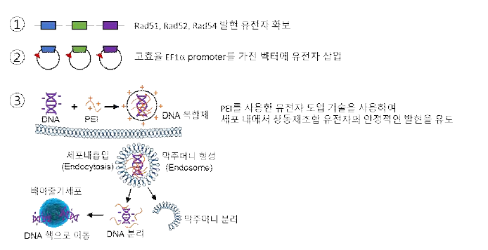 상동재조합 유전자를 세포내 발현하기 위한 실험