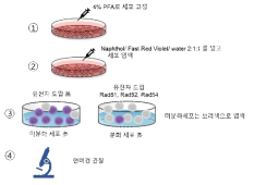 AP 염색 방법 모식도