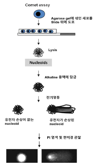 배아줄기세포 Comet assay을 통한 상동 재조합 단백질 유전자 손상 회복 능력 확인