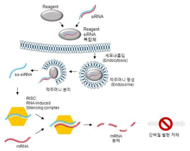 siRNA에 의한 단백질 발현 저해과정 모식도