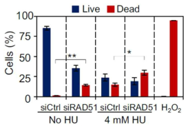 Flow cytometry 분석을 통한 세포 생존 및 사멸 비율 확인