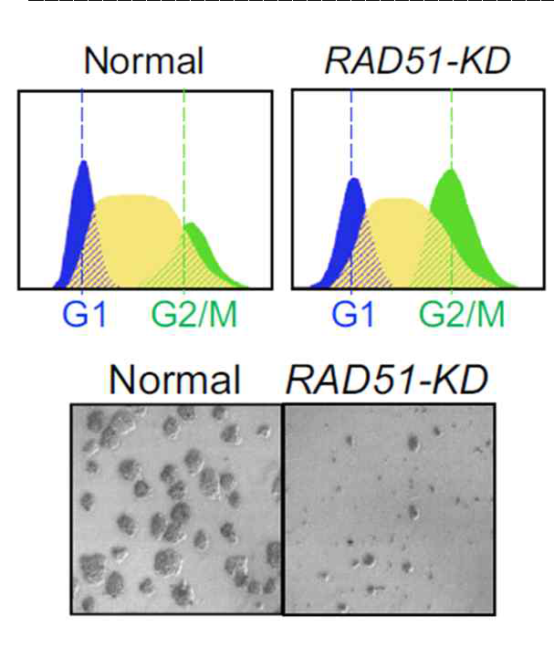 Flow cytometry 분석을 통한 세포주기 확인 및 세포 생존 비율 확인