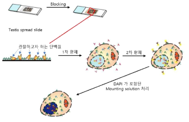 면역 형광법 염색법 모식도