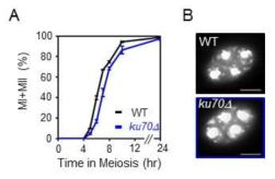 Ku70 돌연변이는 감수분열 과정 중에서 분열속도 및 핵형성