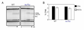 야생형과 Ku70돌연변이 CO/NCO DNA 분석 결과