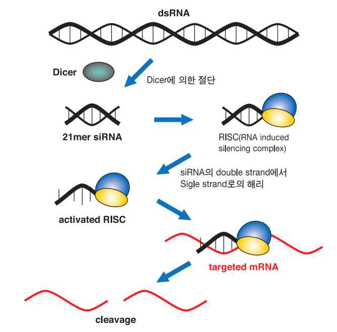 siRNA 유전자 발현 저해 원리