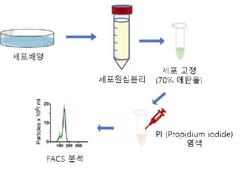 세포주기 분석 위한 세포 준비 과정