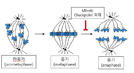 Metaphase 고정 원리