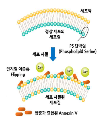 세포사멸 측정 원리