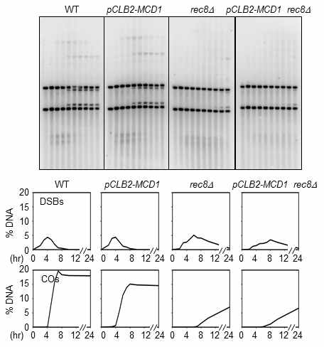 CO analysis of mutants