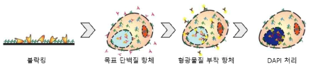 면역형광법 과정 모식도