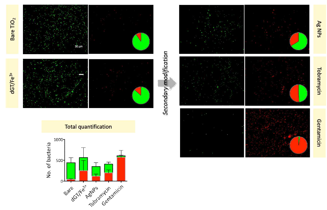 2차 기능화에 따른 in vitro 대장균 항균 효과