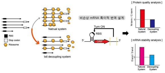 전사-번역 비동조 인공 발현 시스템 개발 전략