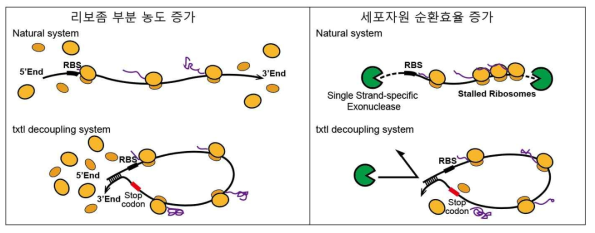 전사-번역 비동조 시스템 효과