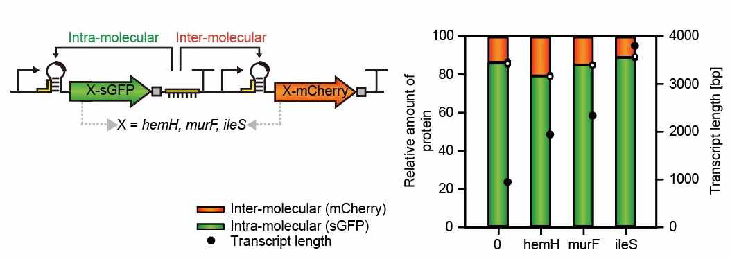 mRNA 분자내 (sGFP) 또는 분자간 (mCherry) 상호작용에 의해 번역이 개시되는 비율