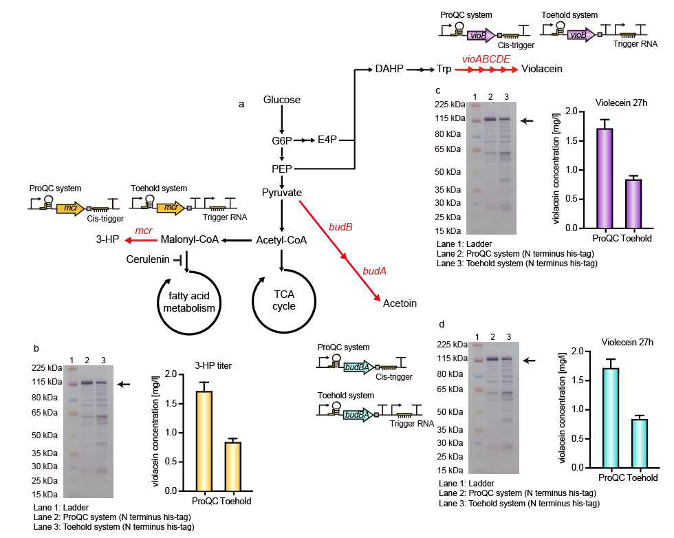 번역 시스템 인공 제어 기술의 활용 b) 3-hydroxypropionic acid c)Violacein d) Lycopene 생합성 경로상의 유전자 품질제어 영향 (western blot) 및 대사산물 생산성 비교