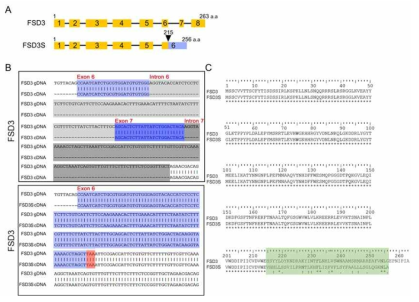 FSD3S 유전자 발굴 (A) FSD3 및 FSD3S 유전자 구조를 보여주는 모식도. (B) FSD3, FSD3S의 유전자 구조의 상이성을 보여주는 이미지. (C) FSD3, FSD3S 단백질이 C-terminal 부분에서 상이한 아미노산 서열을 가지고 있음을 보여주는 이미지