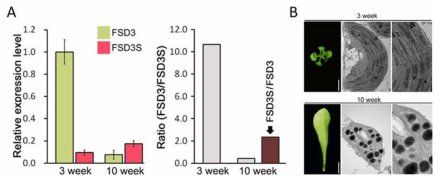 엽록체 발달에 따른 FSD3, FSD3S 발현특성 분석. (A) 3주차, 10주차 식물에서 FSD3 및 FSD3S 전사체 수준을 보여주는 qRT-PCR 결과 (B) 실험에 사용한 3주차, 10주차 식물의 엽록체 발달을 보여주는 이미지