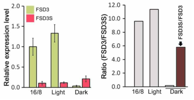 빛 조건에 따른 FSD3, FSD3S 발현특성. (A) 광/암조건 하에서 FSD3, FSD3S 발현특성 qRT-PCR 결과 (왼쪽)와 상대적 비율을 보여주는 결과 (B)