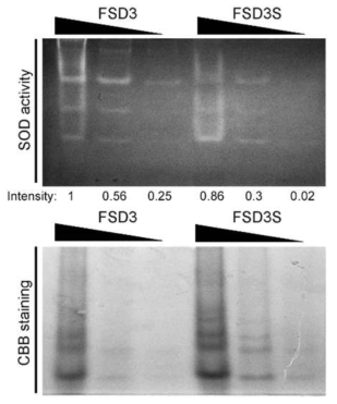 FSD3, FSD3S 단백질의 SOD 활성 분석. CBB staining은 사용한 단백질 양을 보여주고 있음