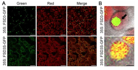 FSD3, FSD3S 단백질의 엽록체 위치의 상이성. (A) 35S::FSD3-GFP 그리고 35S::FSD3S-GFP 형질전환 식물에서 GFP 형광신호의 엽록체 위치 특이성을 보여주는 공초점 현미경 이미지. (B) FSD3의 nucleoid 특이적이 위치특성과 이와 다른 FSD3S의 엽록체 위치특이성을 보여주는 고배율 공초점 현미경 이미지