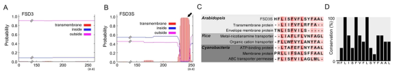 FSD3S 단백질은 잘 보존된 transmembrane helix domain을 가지고 있다. (A, B) FSD3S는 FSD3 단백질과 달리 transmembrane helix domain을 가지고 있음을 보여주는 bioinformatics 결과. (C, D) FSD3 단백질이 가지고 있는 transmembrane helix domain은 다른 식물의 막 단백질의 transmembrane helix domain과의 상동성을 보여주는 bioinformatics 결과