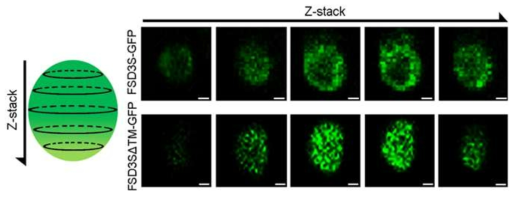FSD3S 단백질은 엽록체 막에 위치한다. 공초점 현미경의 z-stack 기능을 이용해 35S::FSD3S△TM-GFP와 35S::FSD3S△TM-GFP 형질전환 식물 엽록체에서 형광신호 위치 특성을 분석한 이미지