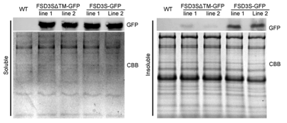 FSD3S 단백질은 엽록체 막에 위치함을 보이는 immuno blot assay. GFP antibody를 활용해 FSD3S-GFP, FSD3S△TM 단백질 분석