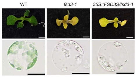 FSD3S는 엽록체 발달의 부정적 조절인자로 FSD3 유전자 돌연변이 식물인 fsd3-1 식물을 회복시키지 못한다는 사실을 보여주는 complementation test 결과
