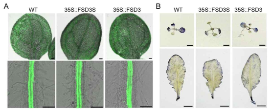 FSD3, FSD3S 과발현체는 ROS 수준에 큰 상이성을 보이지 않는다. 과발현 식물에서의 CM-H2DCFDA (A)와 NBT (B)를 이용하여 ROS 수준을 분석한 결과