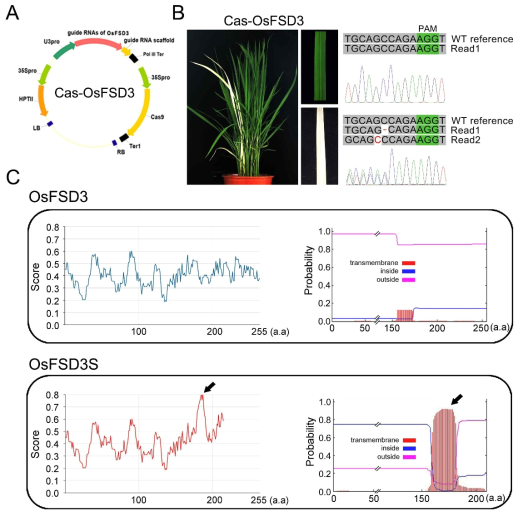 벼 OsFSD3, OsFSD3S 발굴 및 단백질 특성 분석. (A) 발굴한 OsFSD3 유전자가 편집용 재조합 DNA 구조. (B) 재조합 DNA를 도입한 T0 형질전환 벼에서 백화현상이 나온다는 것을 보여주는 이미지와 OsFSD3 유전자의 target site의 돌연변이를 보여주는 DNA 염기서열 분석결과. (C) 발굴한 OsFSD3, OsFSD3S 단백질 특성을 보여주는 결과. OsFSD3S는 OsFSD3 단백질과 달리 C-terminal 부분에 높은 소수성 transmembrane helix domain을 가지고 있다