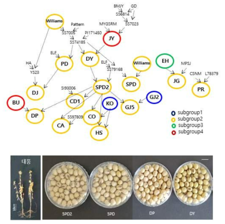 Subgroup 2에 해당하는 품종의 계보도 및 주요 생육특성