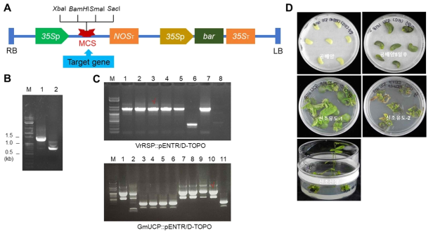 콩 형질전환체 구축을 위한 벡터 소재 및 형질전환체 생산. (A) pCAMBIA3300을 모본으로 한 pKLSL 벡터의 모식도. (B) 목적유전자(GmUCP 및 VrRSP )의 amplication. M, 1 kb ladder marker; lane 1, VrRSP; 2, GmUCP. (C) 목적 유전자의 pENTR/D-TOPO 벡터으로의 삽입. 체크된 부분은 목적 유전자를 pENTR/D-TOPO 백터로 ligation 후 sequencing을 통해 차후의 LR reaction에 사용된 plasmid를 나타낸다. (D) GmUCP 발현 콩 형질전환체의 구축 전개도 예시. GmRSP1 및 GmUCP는 pB2GW7.0, VrRSP는 pCKLSL 벡터를 사용하여 형질전환체를 구축하였다