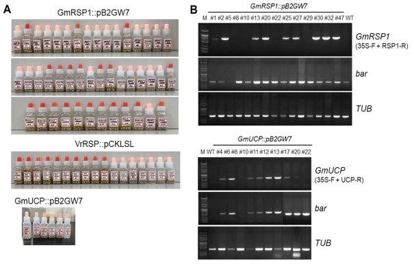 형질전환 후 각 개체로부터 수확한 T1 광안 콩 종자 수확 및 PCR genotyping 기반 형질전환체의 잎을 이용한 목적 유전자의 삽입 여부 분석. (A) 형질전환체의 종자 수확은 종자 발육상태의 차이에 따라 1, 2차에 나누어서 이루어졌으며, 1차 시기에 수확한 종자를 그림에 나나내었다. (B) T1 종자를 파종 후 V2 시기까지 각각의 개체를 성장시켰다. 형질전환체의 1차 선발은 bar 유전자에 의해 코딩되는 phosphinothricin (PPT)에 내성을 보인 개체를 genotyping 분석에 사용하였다. 2차 분석에는 PCR genotyping 법을 통하여 35S 프로모터를 포함한 목적 유전자의 삽입 여부 및 bar 유전자의 존재 유무를 확인하였다. Tubulin(TUB) 유전자는 loading control로 사용하였다