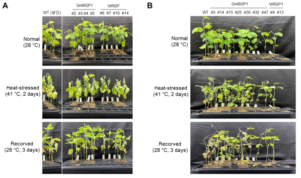목적 유전자(GmRSP1 및 VrRSP)를 가진 각각의 형질전환체별 고온 스트레스 내성능 분석. T1 종자를 파종 후 V2 시기까지 성장 후 41℃에서 2일간 고온 스트레스에 노출 후 28℃ 에서 3일간 회복 후 표현형을 1(A), 2차(B)에 걸쳐서 검정하였다