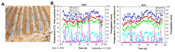 T1 종자의 파종에 따른 V1-V2 시기까지 성장한 묘목을 군위군 효령면에 위치한 GMO 포장지에 이식 후의 전경(A) 및 2019년도와 2020년도의 날씨변화(평균온도, 최대온도, 최저온도, 강수량 및 일조량) 비교 분석(B)