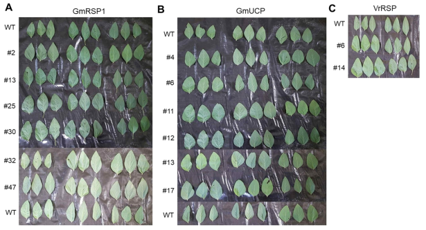 GMO 포장지에 이식 후 80일째의 GmRSP1(A), GmUCP(B) 및 VrRSP(C) 유전자를 발현하는 각각의 형질전환체별 잎의 생육상태 분석. 분석은 각각의 독립적인 형질전환체 (independent transgenic soybean plants)의 각 라인(lines)으로부터 무작위(random)로 추출하였다