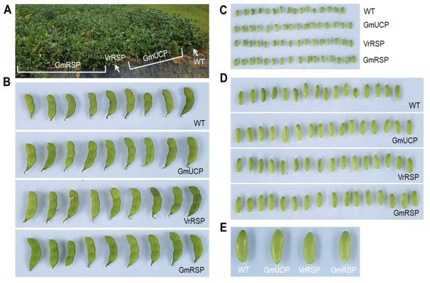 환경 적응성 분석에 따른 종자의 생육상태 분석. (A) 8-10호 태풍 출현 및 환경변화(여름에서 가을로의 계절변화)에 따른 작물의 생육상태 전경. 전경은 이식 후 101일(2020년 9월 16일)째에 이루어졌다. (B) 동일한 시기의 대조구(WT)와 각 형질전환체별 포드의 생육 상태 분석. 포드의 샘플링은 각 개체로부터 무작위(random)로 이루어졌다. 무작위로 채취한 포드로부터 종자의 발달 상태의 분석(C) 및 16개의 종자의 시각화를 확대한 사진(D)을 나타내었다. 그 가운데서 가장 대표적인 하나의 종자를 시각화하였다(E)